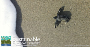 Sustainable Palm Beach County