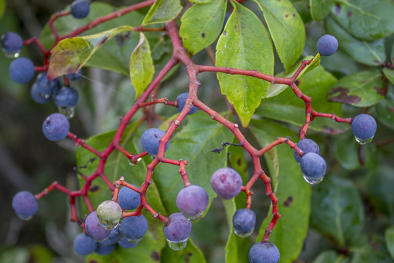 berries