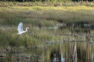 bird in flight