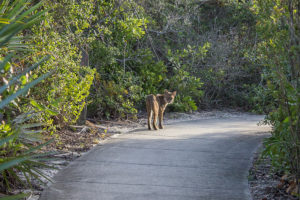 bobcat