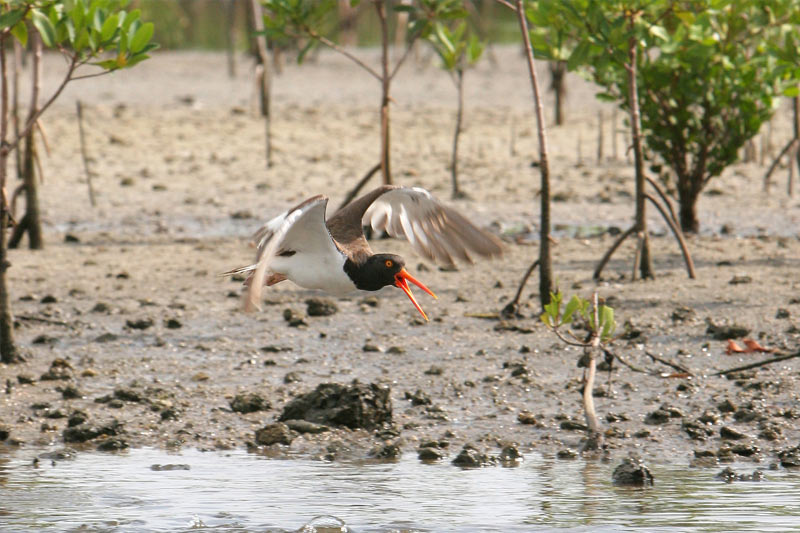 Oystercatcher