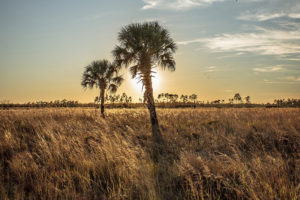 palm trees and sun