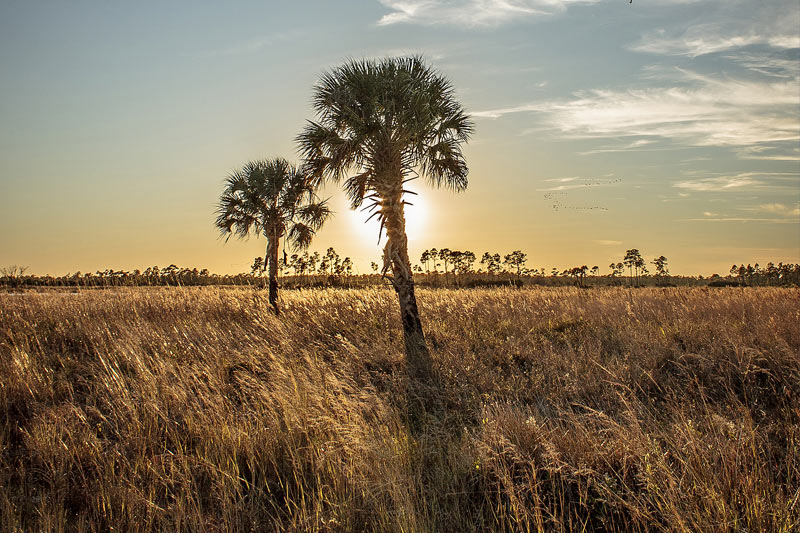 palm trees with sun