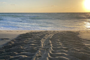 jupiter beach