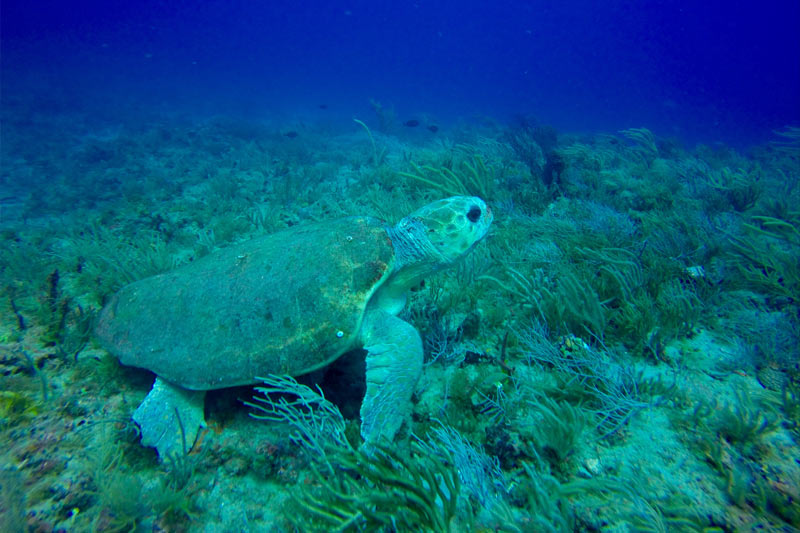 turtle